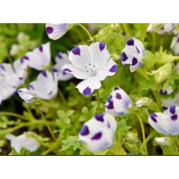 Gói 10 hạt giống hoa tình yêu Fivespot 4