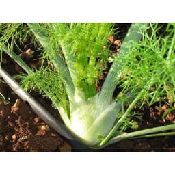 Gói 50 hạt giống Củ Fennel Finnochio 2