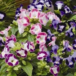 Gói 10 hạt giống hoa mắt nai 3