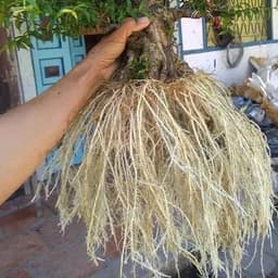 Kích rễ siêu mạnh kích thích tăng trường cho cây 5