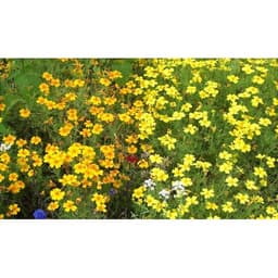 Gói 100  hạt giống hoa Cúc Vạn Thọ Mâm Xôi Mix 1