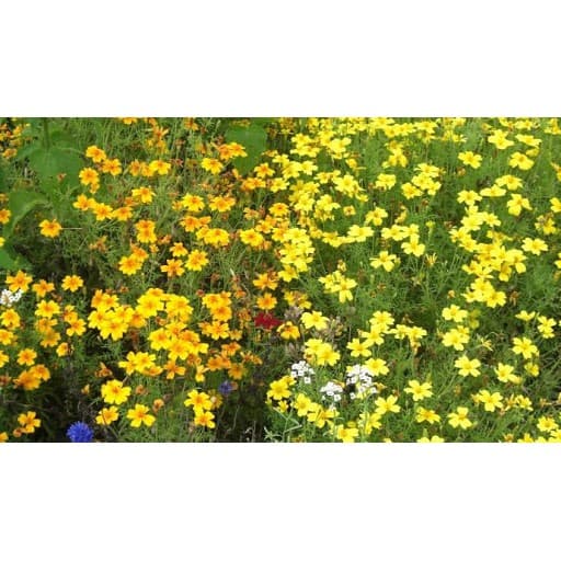 Gói 100  hạt giống hoa Cúc Vạn Thọ Mâm Xôi Mix