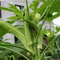Hạt giống đậu bắp xanh năng suất cao 1