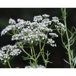 Gói 50  hạt giống Tiểu Hồi Anise 3