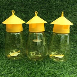 bẫy ruồi vàng kèm tuýp thuốc bẫy 2