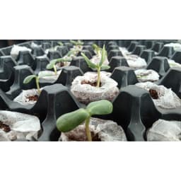 Hộp 100 viên nén mùn dừa loại 1 chứa dưỡng chất vi sinh, chuyên dùng ươm hạt, chiết cành, lấy ngó dâu tây 3