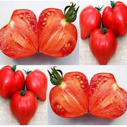 Gói 0.5GR hạt giống Cà Chua Trái Tim Đỏ 4