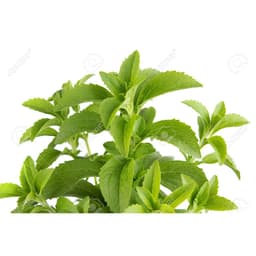 Gói 5 hạt giống Cỏ Ngọt Stevia 3