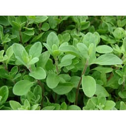 Gói 100 hạt giống Marjoram Kinh Giới Ngọt 6