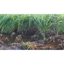 Gói 1KG hạt giống Cỏ Chịu Ngập Ubon Paspalum 4