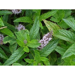 Gói 100 hạt giống Bạc Hà Mint Spearmint 3