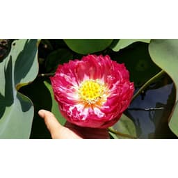 Gói 5 hạt giống sen bách diệp - sen quan âm mix 5 màu: đỏ, tím, vàng, trắng, hồng 5