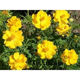Gói 20 hạt giống hoa sao nhái kép lùn mix 3