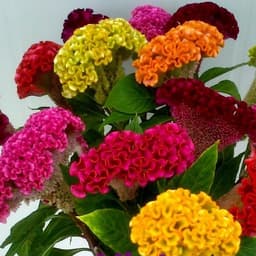Gói 30 hạt giống mồng gà búa nhiều màu 4