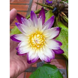 Củ giống Súng Thái mini giao màu ngẫu nhiên, ko lựa màu 5