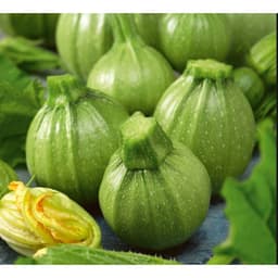 Gói 4 hạt giống bí ngòi banh xanh sáng F1 1