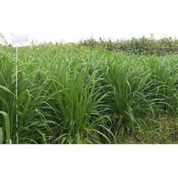 Gói 1KG hạt giống Cỏ Sả Mulato 2 4