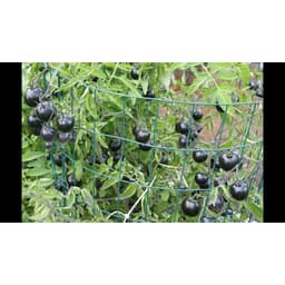 Gói 5 hạt cà chua đen 3