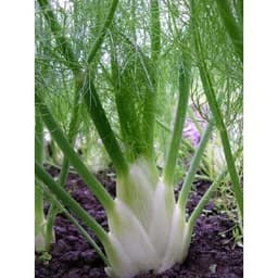 Gói 50 hạt giống Củ Fennel Finnochio 3