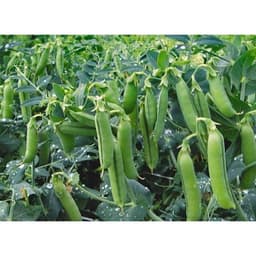 Hạt Giống Đậu Hà Lan F1 Loại Siêu Dễ Trồng, Dễ Chăm Sóc Tặng kèm Hướng Dẫn Trồng 4