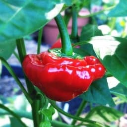 Gói 10 hạt giống ớt Jamaica đỏ 1