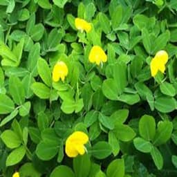 Gói 1kg hạt giống cỏ lạc dại (đậu phộng) 4