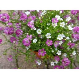 Gói 10 hạt giống hoa baby Hồng trồng chậu - Gypsophila Gypsy Rose/ Baby breath 5