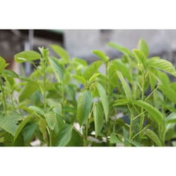 Gói 20g hạt giống rau đay trắng 2