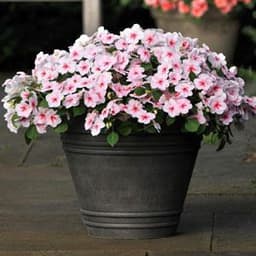 Gói 10 hạt giống mai địa thảo Impatiens Cherry Splash Hybrid 2