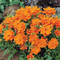 Gói 20 hạt giống hoa sao nhái kép lùn mix 2