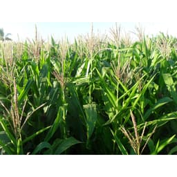 Gói 20g hạt giống bắp mĩ F1 3