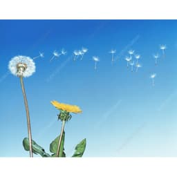 Gói 100 hạt giống cây bồ công anh Thấp (Dandelion) -  Taraxacum officimale Bigg 3