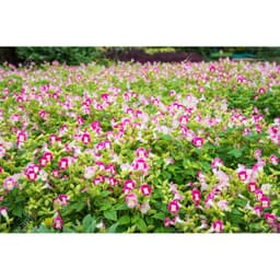 Gói 10 hạt giống hoa mắt nai 4
