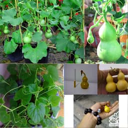 Gói 10 Hạt giống bầu hồ lô mini F1 tiểu lệ nhân TN235 trồng kiểng 4