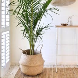 Giỏ cói trồng cây, đựng quần áo/decor tự nhiên kính phi 35cm 2