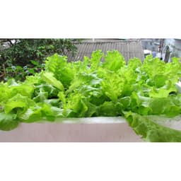 Gói 10g hạt giống xà lách Dún Vàng cao sản 1