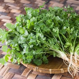 Gói 20g hạt giống ngò Bạc Liêu 2