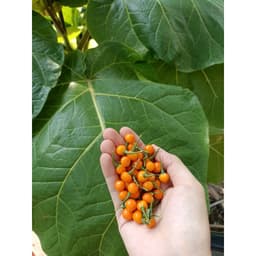 Gói 10 trái ớt peru Aji Charapita Mắc Nhất Thế Giới 3