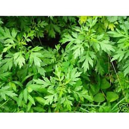 Gói 50 hạt giống Ngải Cứu Mugwort 3