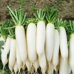 Gói 20GR hạt giống Củ Cải Trắng Bạch Tuyết 1