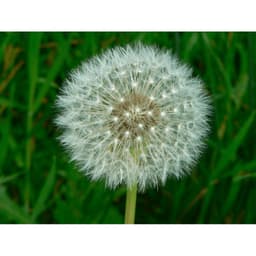 Gói 100 hạt giống cây bồ công anh Thấp (Dandelion) -  Taraxacum officimale Bigg 5
