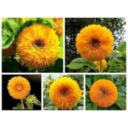 Gói 30 hạt hướng dương nga kép lùn 1
