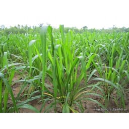 Gói 1KG hạt giống Cỏ Chịu Ngập Ubon Paspalum 1
