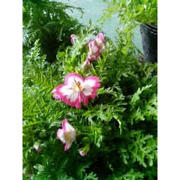 Gói 0.5GR hạt giống hoa Bướm Cali Nhiều Màu 5
