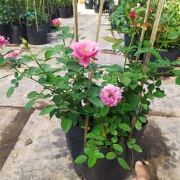 [Hoả tốc HCM] Cây giống hoa Hồng Nhật Bản Aoi (hồng bụi) size chậu C10 - CayGiongTot 2
