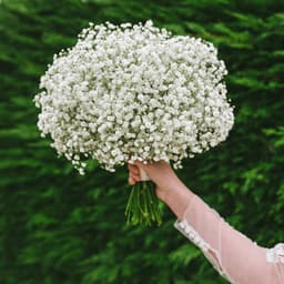 Gói 100 hạt giống hoa baby trắng trồng chậu - Gypsophila Gypsy / Baby breath - Nanuseed 1