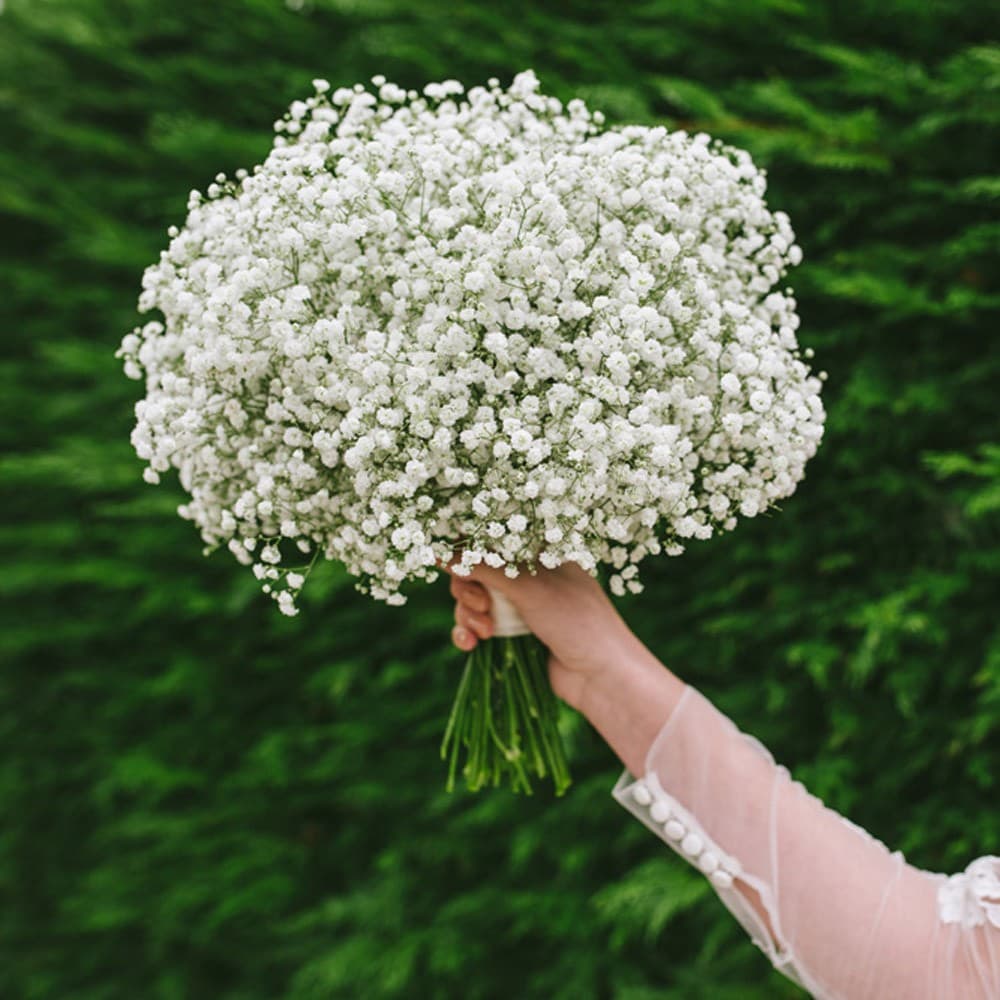 Gói 100 hạt giống hoa baby trắng trồng chậu - Gypsophila Gypsy / Baby breath - Nanuseed
