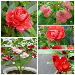 Hạt Giống Hoa Móng Tay Nhiều Màu 3