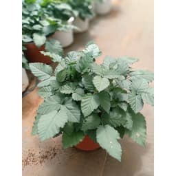 Chậu cây giống trái mâm xôi Đen - Phúc Bồn Tử (BlackBerry) 2
