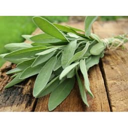 Gói 20  hạt giống Xô Thơm Sage 4